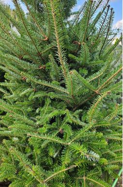 Пихта сибирская