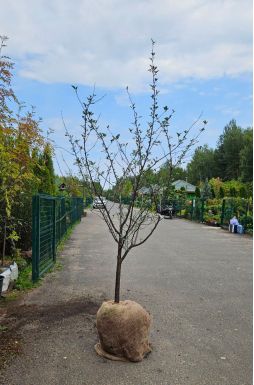 Вишня Тургеневская