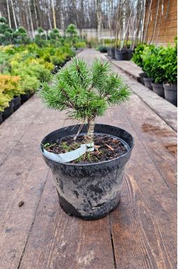 Сосна горная Литомисл (Litomysl)