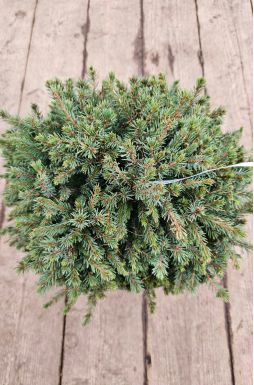 Ель канадская Эхиниформис (Echiniformis)