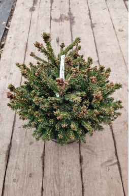 Ель обыкновенная Барри (Barryi)