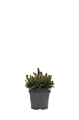 Ель обыкновенная Барри (Barryi)