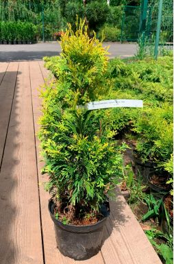 Туя западная Голден Анна (Golden Anna)