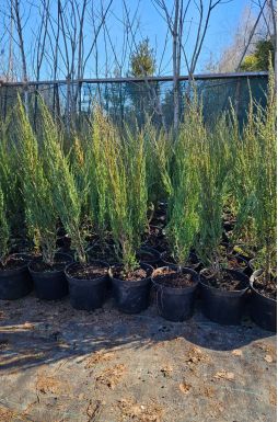 Можжевельник скальный Блю Эрроу (Blue arrow)