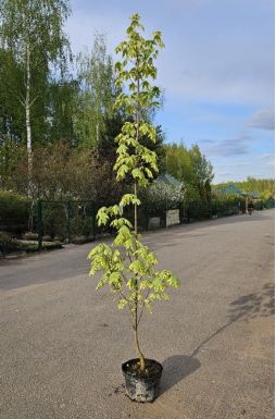 Клен остролистный Друммонди (Drummondi)