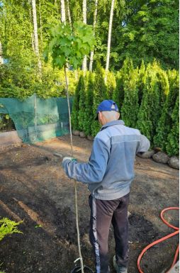 Клен остролистный Голден Глоб (Golden Globe)