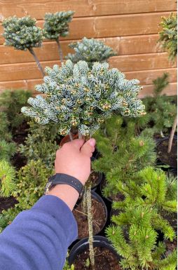 Пихта корейская Айс Брейкер на штамбе (Ice breaker Pa)