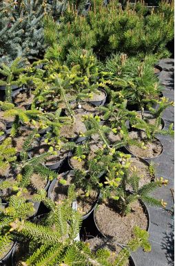 Пихта кефалинийская Мейерс Драфт (Meyers Dwarf)