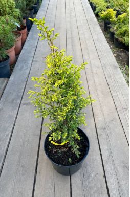 Можжевельник обыкновенный Голд Кон (Gold cone)