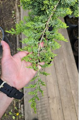 Можжевельник горизонтальный Голден Карпет на штамбе (Golden carpet Pa)