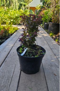 Барбарис тунберга Конкорд (Concorde)