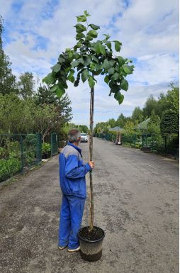 Вяз шершавый Кампердоуни (Camperdownii)