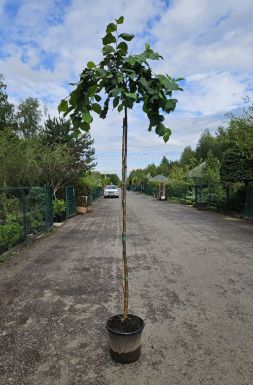 Вяз шершавый Кампердоуни (Camperdownii)