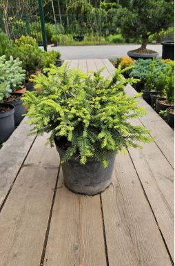 Ель обыкновенная Нидиформис (Nidiformis)