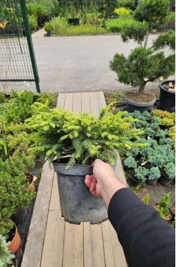 Ель обыкновенная Нидиформис (Nidiformis)