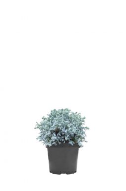 Кипарисовик горохоплодный Карли Топс (Curli Tops)