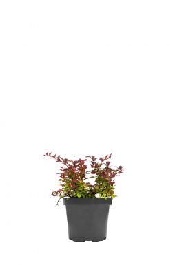 Барбарис тунберга Атропурпуреа Нана (Atropurpurea Nana)