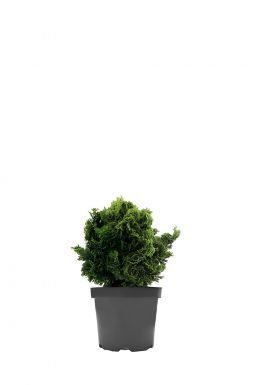 Кипарисовик тупой Нана Грацилис (Nana Gracilis)