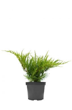 Можжевельник средний Минт Джулеп (Mint Julep)