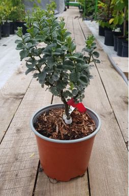 Ива бойда (Boydii)