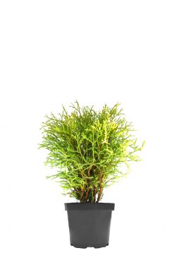 Туя западная Голден Глоб (Golden Globe)