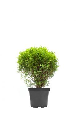 Туя западная Хозери (Hoseri)