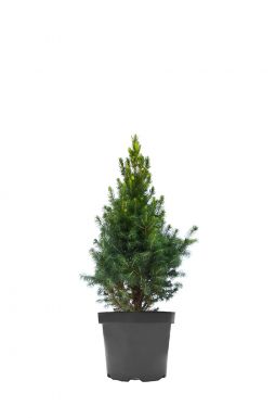 Ель канадская Коника (Conica)