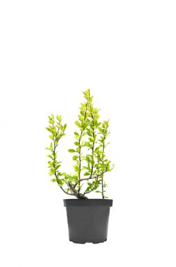 Айва японская Кримсон энд Голд (Crimson and Gold)