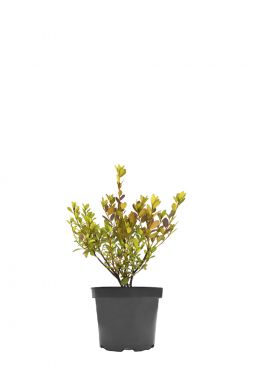 Айва японская Пинк Леди (Pink Lady)