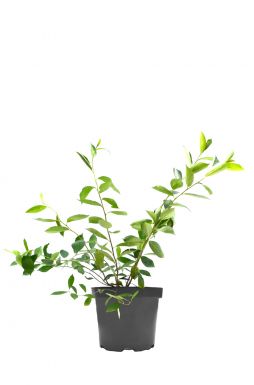 Арония черноплодная Хугин (Hugin)