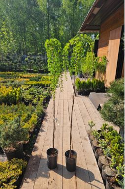 Лиственница европейская Пендула (Pendula Pa)