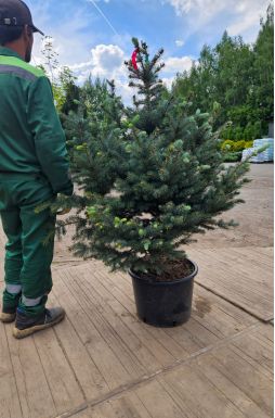 Ель колючая Фат Альберт (Fat albert)