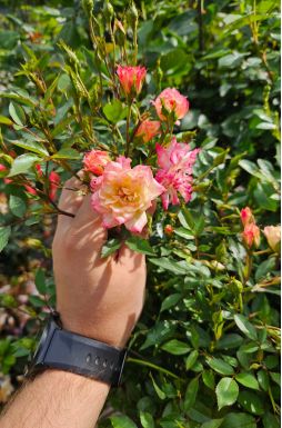 Роза штамбовая в ассортименте