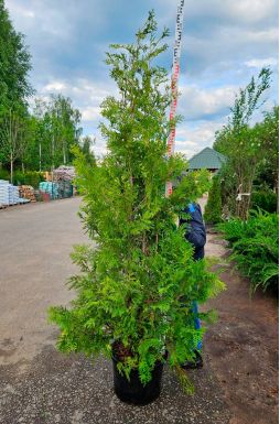 Туя западная Брабант (Brabant)