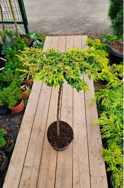 Можжевельник обыкновенный Голдшатц на штамбе (Goldschatz Pa)