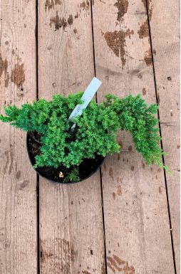 Можжевельник лежачий Нана (Nana)