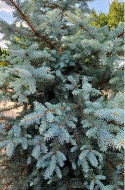 Ель колючая Эдит (Edith)