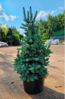 Пихта субальпийская Компакта (Compacta)