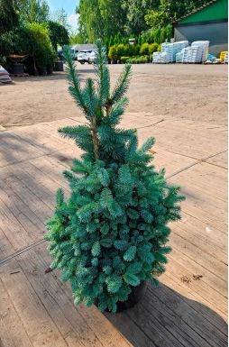 Пихта субальпийская Компакта (Compacta)