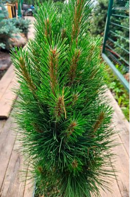 Сосна черная Грин Тауэр (Green tower)