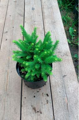 Ель сербская Карел (Karel)