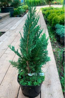 Кипарисовик Лавсона Колумнарис (Columnaris)