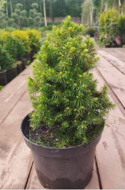 Ель канадская Альберта Глобе (Alberta globe)