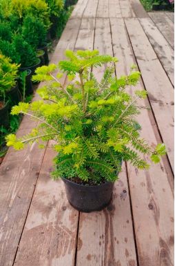 Пихта корейская