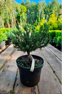 Сосна горная Хампи (Humpy)