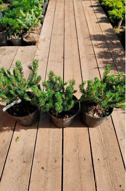 Сосна горная Хампи (Humpy)