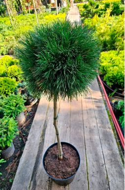 Сосна горная Варелла на штамбе (Varella Pa)