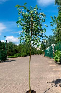 Ива козья Килмарнок на штамбе (Kilmarnock Pa)