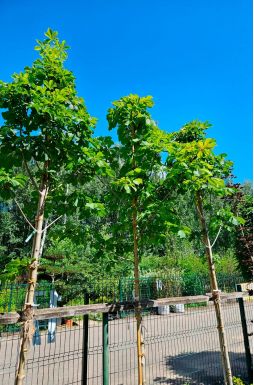 Каштан конский Баумани (Baumannii)