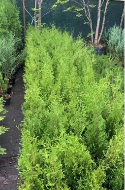 Туя западная Колумна (Columna)